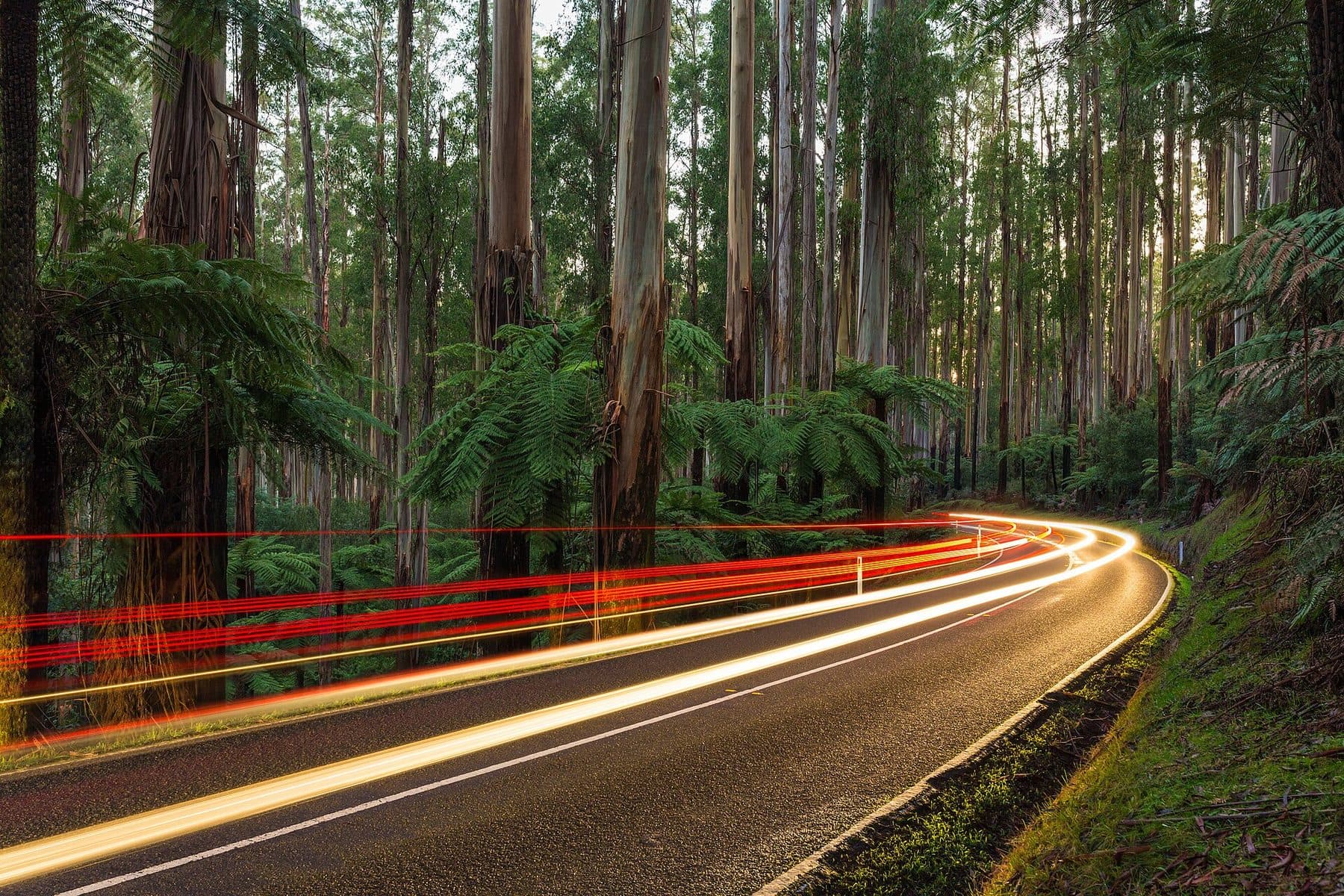 Mountain ash and tree ferns over a curving road at dusk, streaked with car lights