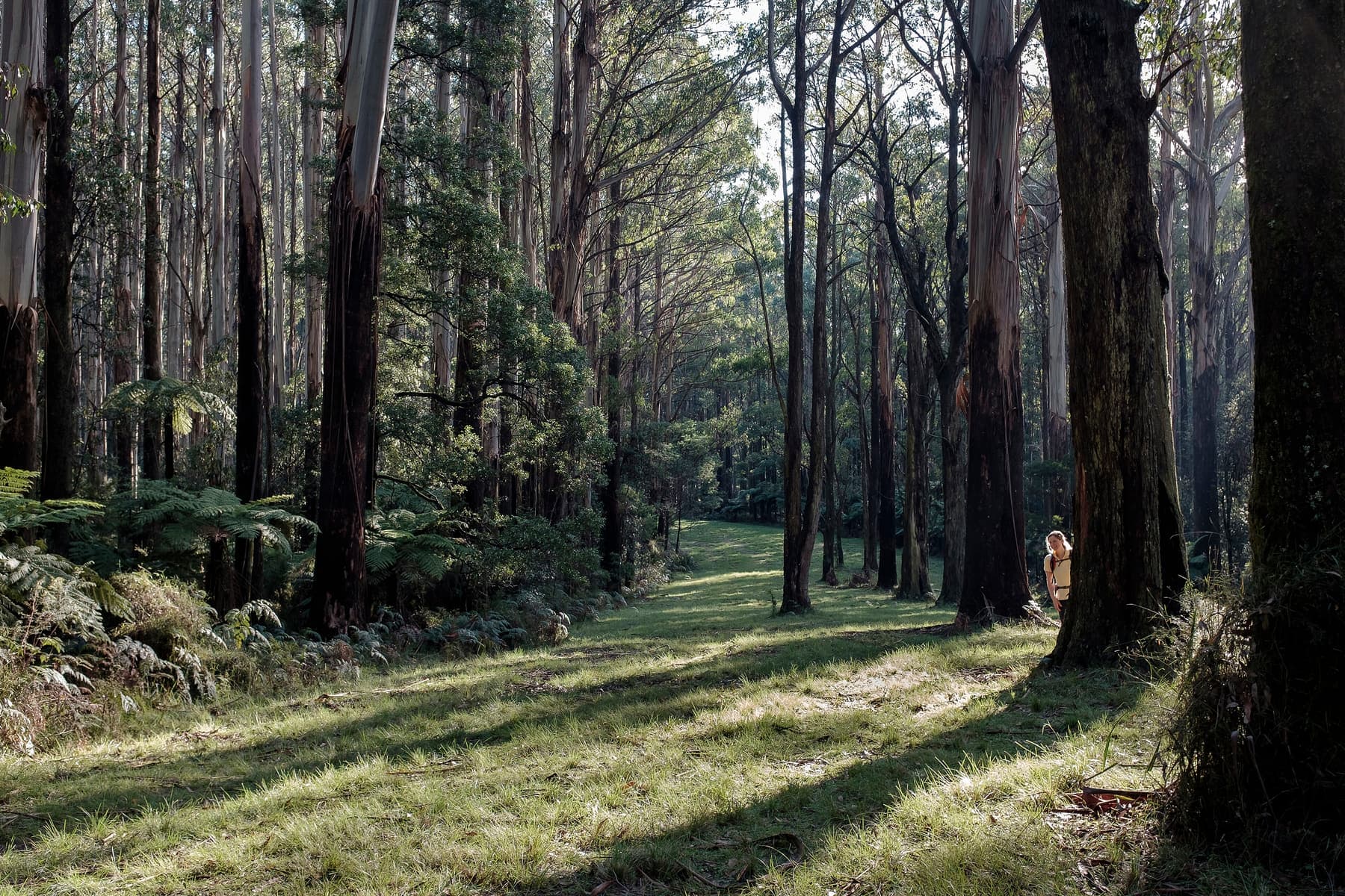Sunlight across a mown track between the trunks of a mountain ash forest