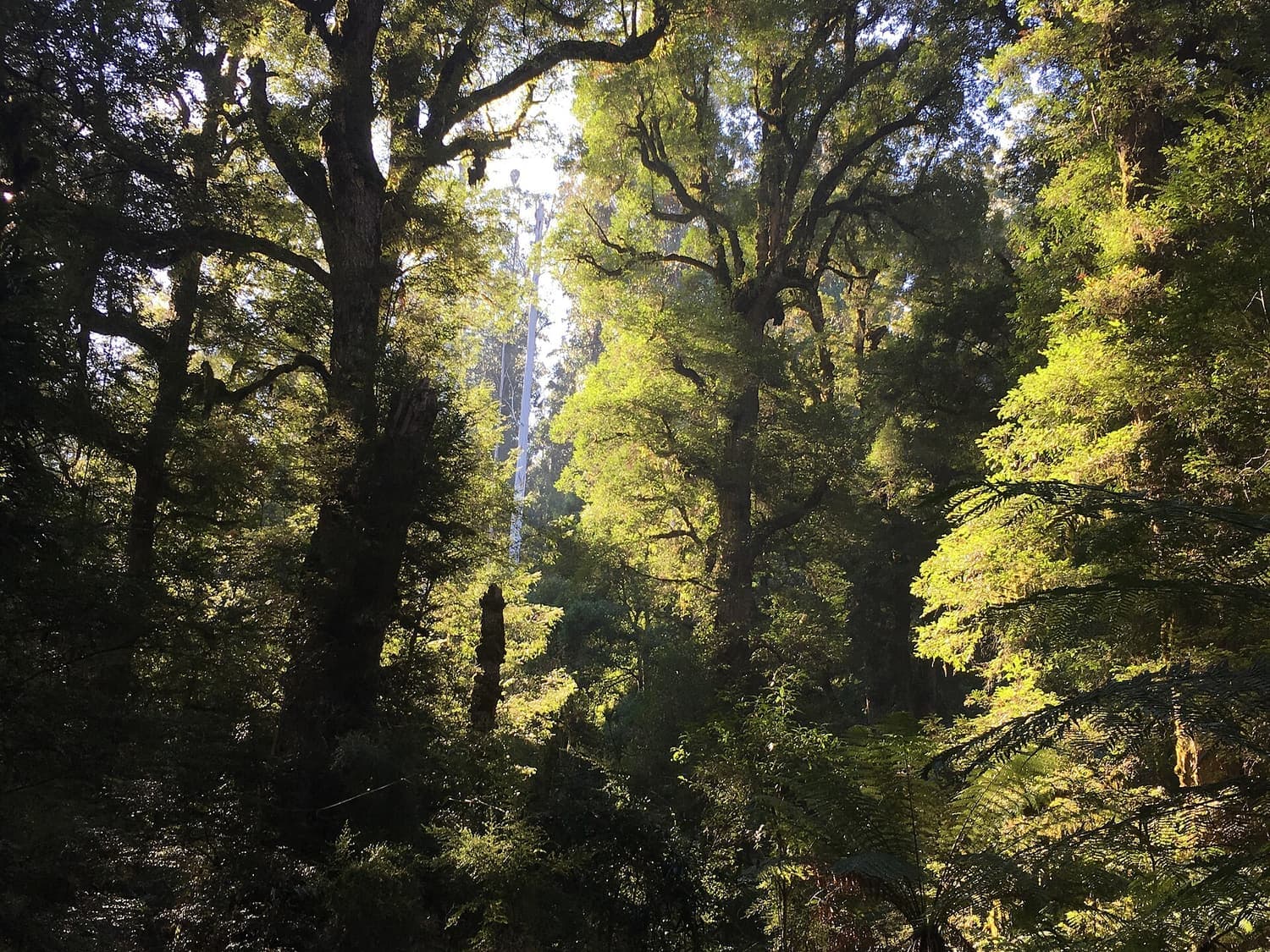 Old mountain ash and rainforest trees lit by the sun in a damp gully
